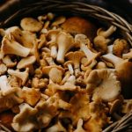 Wo wachsen Pilze bei München? Gute Waldgebiete für die Pilzsaison 2026, beste Routen und Anfahrt