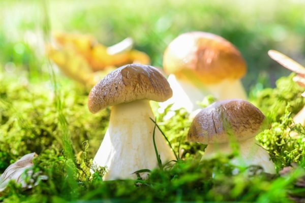 Pilze sammeln in Düsseldorf 2026: Diese Wälder kommen infrage