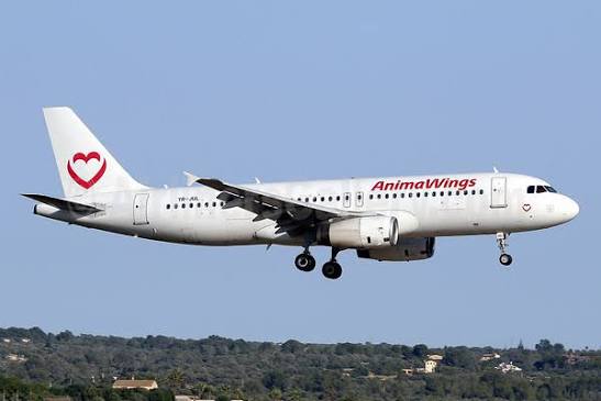 AnimaWings meldet Insolvenz an: Was passiert mit Flügen nach Deutschland und Rückerstattungen