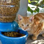 Katze vor einem Futternapf mit Trockenfutter