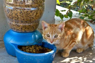 Katze vor einem Futternapf mit Trockenfutter