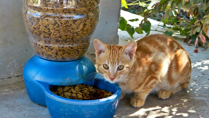 Katze vor einem Futternapf mit Trockenfutter