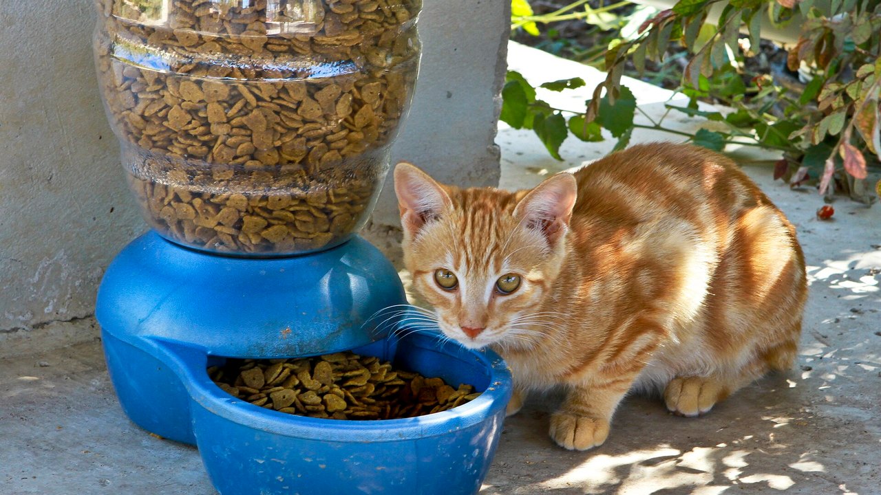 Katze vor einem Futternapf mit Trockenfutter