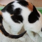 Junge Katze sitzt auf einer Katzentoilette