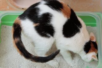 Junge Katze sitzt auf einer Katzentoilette