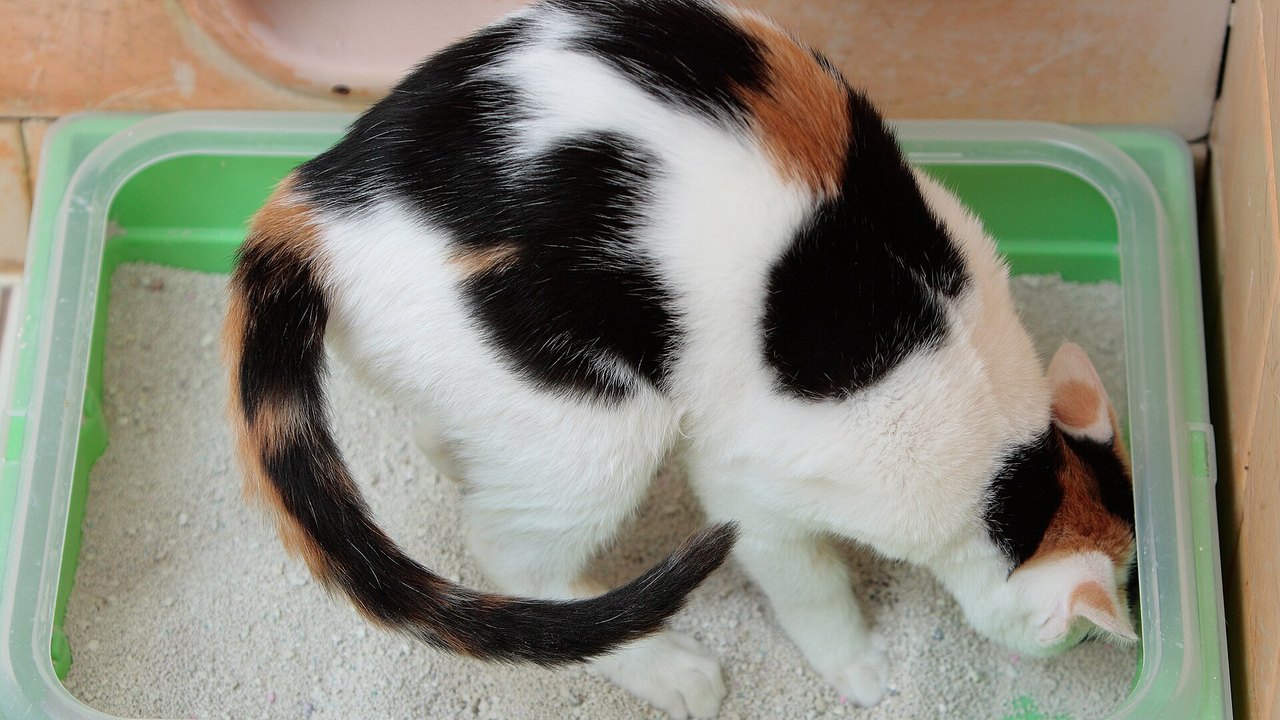 Junge Katze sitzt auf einer Katzentoilette